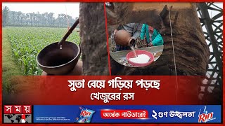 অভিনব পদ্ধতিতে খেজুরের রস সংগ্রহ করছেন চুয়াডাঙ্গার গাছিরা | Date juice Harvesting | Chuadanga News