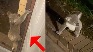 Couple Find Koala At Their Front Door