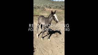 SAGE, feral foal rescue