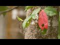 enter the draco southern flying lizards of agumbe