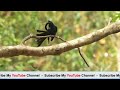 drongo diaries charisma of a fascinating bird