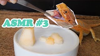 [ASMR] 鬃獅蜥第一次吃哈密瓜 反应超可爱! 再奖励吃虫子  Bearded Dragon FIRST TIME eating Honeydew | Real Sound