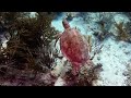 underwater adventure in bonaire jan 2025 part 1