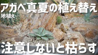 【ドライガーデンDIY】夏のアガベ植え替え！注意しないと枯らす。〇〇必須