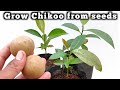 how to grow chiku/Sapodilla/Sapota plant from seeds.चीकू को बीज से उगाऐ ।