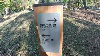 wild bird forest of Lake Shikotsu(支笏湖 野鳥の森)