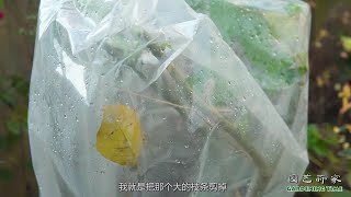 园长介绍木本曼陀罗，包邮区冬季养护要点【小时间，大园艺】