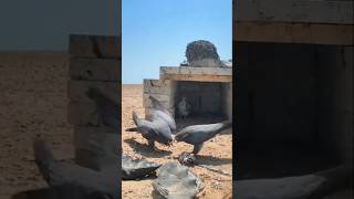 Kabutar bazi#viral #trending #pigeon#youtube#foryou