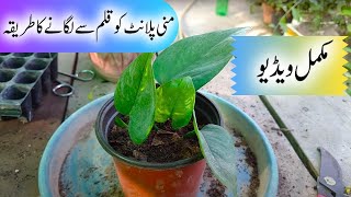 Money plant ko kalam se lagane ka tareeka | How to grow money plant from cutting