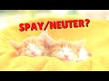 Should You Spay/Neuter Your Cat? | Two Crazy Cat Ladies