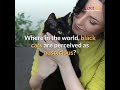 where black cats are considered auspicious l why shortvideo 128