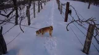 柴犬チャコ　冬の夕暮れ散歩