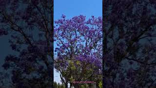 ดอกสีม่วงเต็มต้น สวยๆ Jacaranda tree