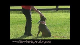 Teddy with his Basic Obedience - The K9 Training Academy