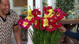 Phillip Watson Designs 6pc Reblooming Colorful Daylily Plant on QVC