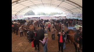 งานประกวดโคอินดูบราซิล ชิงแชมป์ประเทศไทย สนามมหาสารคาม