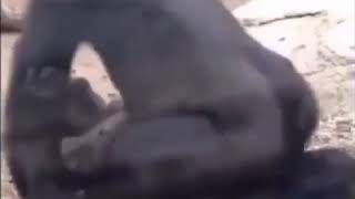 Women Swallow Animal Cum Free Porn Videos Click Search Watch Xnxx ...