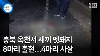 충북 옥천서 새끼 멧돼지 8마리 출현...4마리 사살 / YTN 사이언스