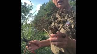 Harvesting Angelica Seed