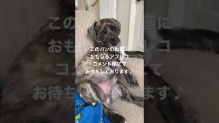 貫禄がありすぎるうちの犬【バン編】#shorts #犬