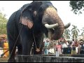 bathing elephants ആനകുളി