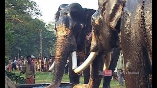 Bathing elephants - ആനകുളി