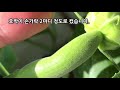 집에서 애호박 키우기 호박이 주렁주렁