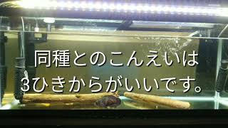 タイガーオスカーの飼い方について解説。