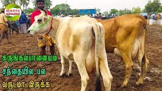 மாட்டை பாத்தவே தெரிஞ்சிடும்|எவ்வளவு பால் கறக்கும்னு #vivasayaarvalargal #cows #erode #cowmarket