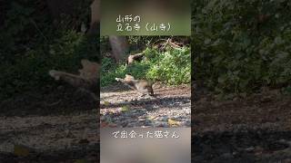 山形の立石寺（山寺）にいた猫さん。蝶々狩り。#山形観光 #猫 #立石寺 #山寺 #猫動画 #猫さん #にゃんこ #ハンター #野良猫