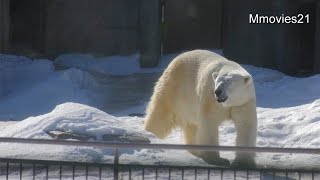 Polar Bears in sunny day~ぽかぽかお散歩日和のデナリとキャンディ