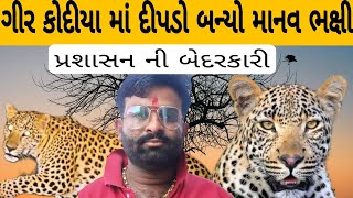 દીપડો બન્યો માનવ ભક્ષી ગાંડી ગીર મા || ગીર કોદીયા માં એક નું મોત// એક માણસ ઘાયલ હોસ્પિટલ દાખલ