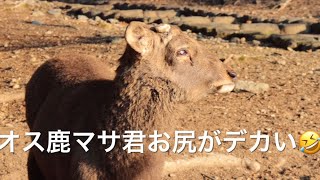 Nara japan 奈良公園で、オス鹿マサ君の縄張り訪問。マサ君お尻がデカい🤣