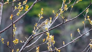 Savannah Sparrow Song (3 May 2021)