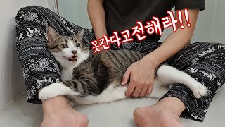 국가의 부름을 받았는데..고양이가 놔주질 않습니다ㅠㅠ..