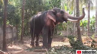 #elephant ദേവിദാസൻ|devidasan