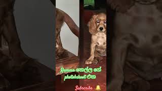 Rumma  කෙල්ලට කැමති කට්ටිය කෝ බලමු ❤❤❤🥰🥰🥰❤️❤️🐶🐶🐶