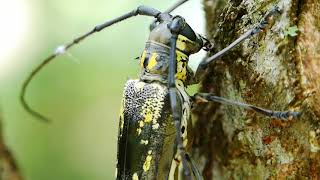 樹の上にあがるシロスジカミキリ Batocera lineolata