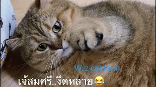 แมวอ้วน ว่านุดกินเป็นตันๆ แล้วอยากผอม 😂 Fat cat say, You eat too much food, but you want slim.