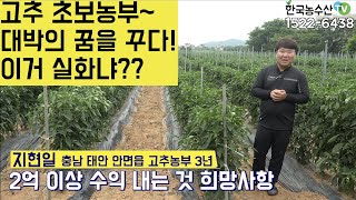 [한국농수산TV] 고추 초보농부~ 대박의 꿈을 꾸다!! 이거 실화냐??? 충남 태안군 안면도~