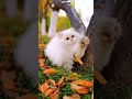 CUTE CAT SHORTS, GUESS THE NAME OF THIS CUTE CAT #viral #shorts #cutecat #PETZLOVER #music