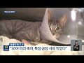 원인 모를 고양이 급사…동물단체 “특정 사료 먹었다” kbs 2024.04.16.