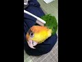 シロハラインコ 歯ブラシマッサージ