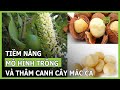 Trồng mắc ca, nông dân Sơn La phất lên làm giàu | VTC16