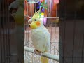 1月萌宠大赏 有滋有味过大年 萌宠花式贺新春 cuteparrot parrot birds