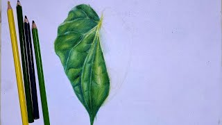 Drawing of Color pencil leaf painting timeslap