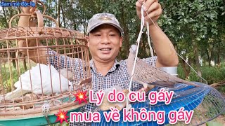 Lý Do Cu Gáy Mua Về Không Gáy | Bạn Nên Biết | đam mê độc lạ