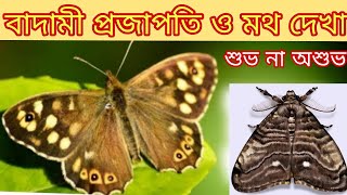 বাদামী প্রজাপতি|বাদামী প্রজাপতি দেখলে কি হয়|Brown Butterfly #holyfirereiki #totka