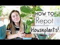 How To Repot Houseplants! | Repotting Houseplants