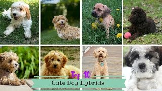 Top 10 Cute Dog Hybrids